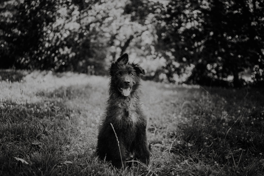 Boxer dog | Charlottesville Virginia | Dog Photography | German Shepherd | puppy photography | dog photographer | Luray Virginia, Blue Ridge Mountains | Shenandoah National Park